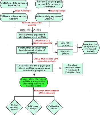 Identification of a Novel Glycolysis-Related LncRNA Signature for Predicting Overall Survival in Patients With Bladder Cancer